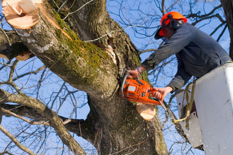Spring Tree Preparation