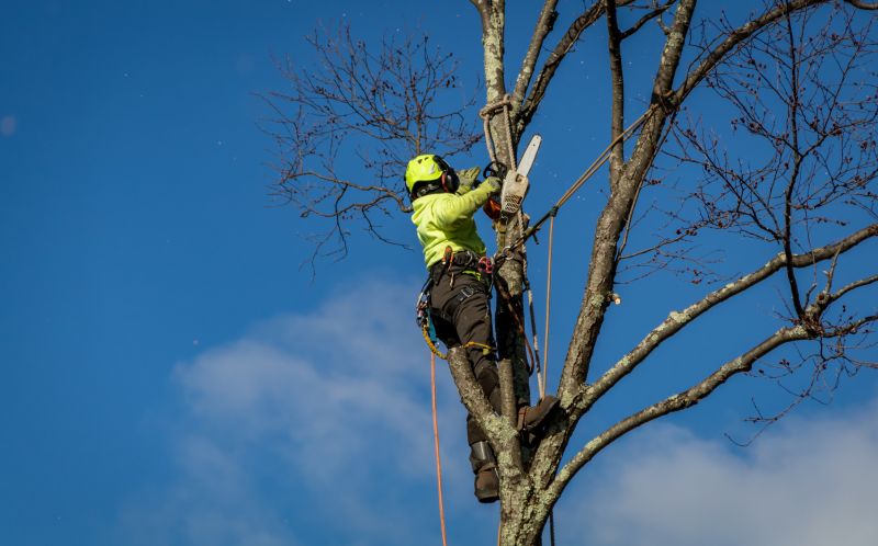Emergency Tree Removal
