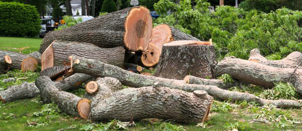 Large Tree Removal in Hattiesburg