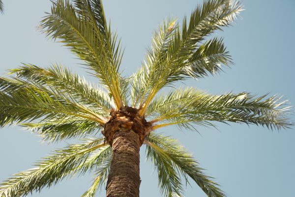 Palm Tree Removal in Hattiesburg