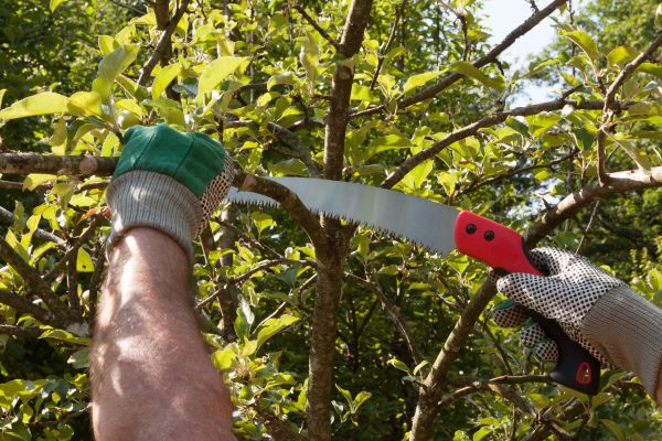 Small Tree Removal in Hattiesburg