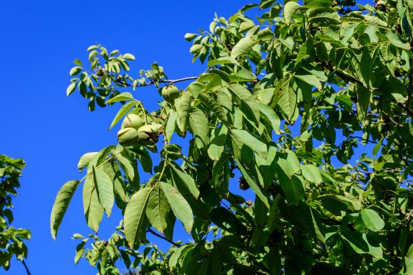 Walnut Tree Removal in Hattiesburg