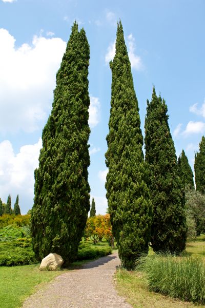 Cypress Tree Removal in Hattiesburg