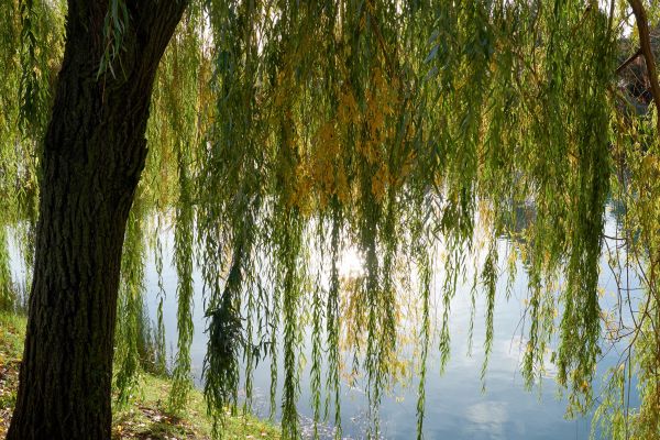 Willow Tree Removal in Hattiesburg