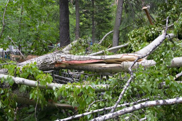 Birch Tree Removal in Hattiesburg