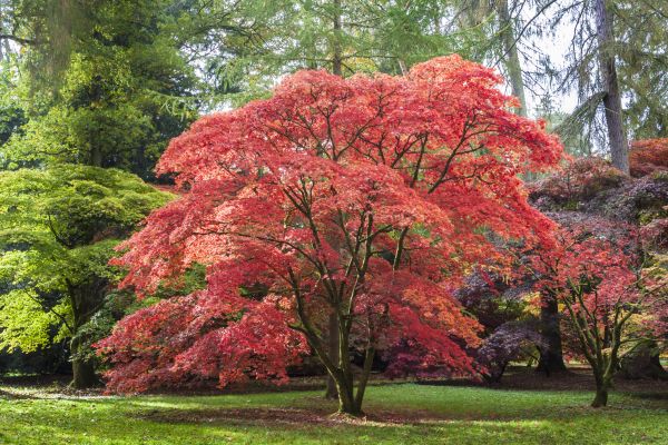 Maple Tree Removal in Hattiesburg