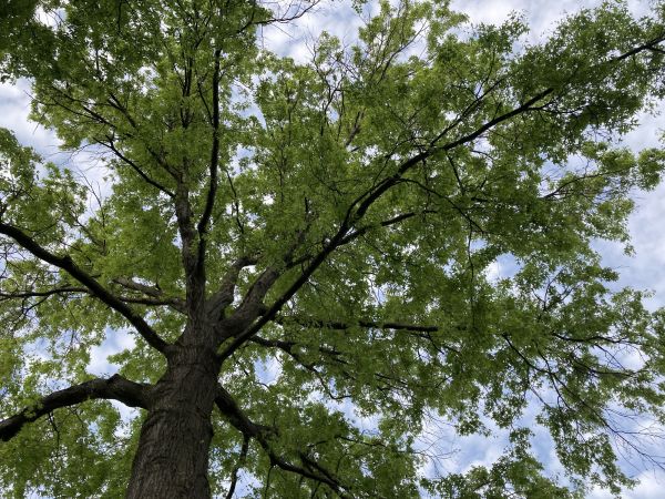 Oak Tree Removal in Hattiesburg