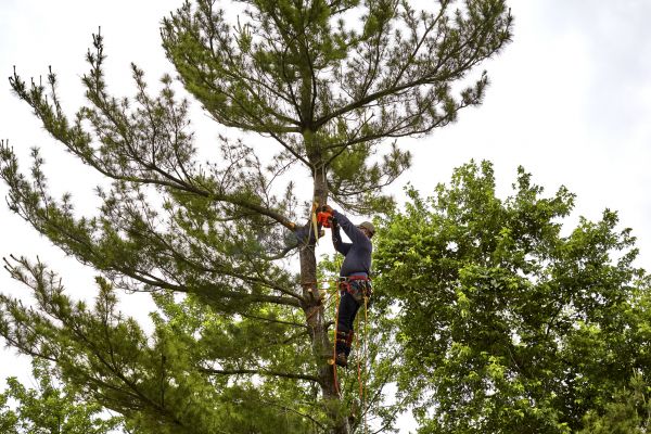 Pine Tree Removal in Hattiesburg