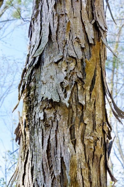 Hickory Tree Removal in Hattiesburg