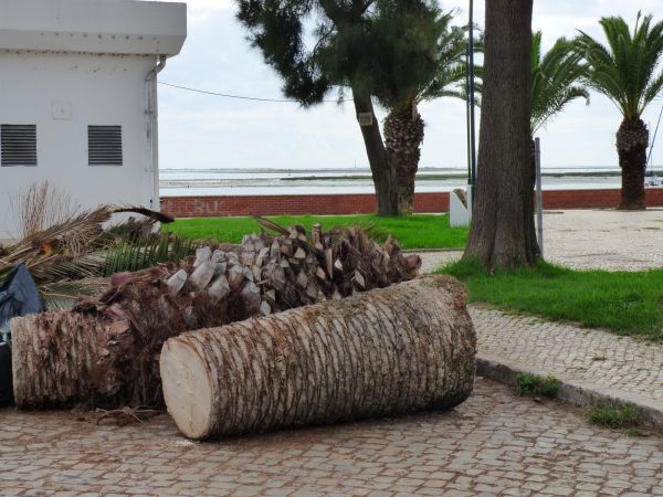 Palm Trees Removal in Hattiesburg