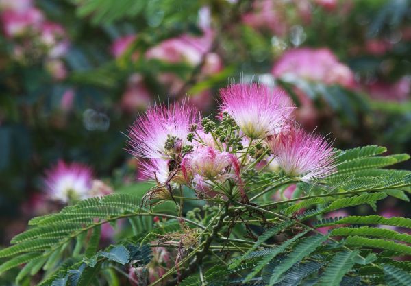 Mimosa Tree Removal in Hattiesburg