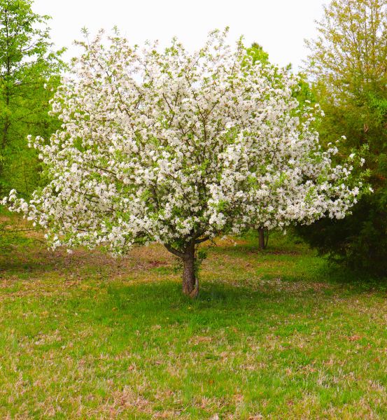 Dogwood Tree Removal in Hattiesburg