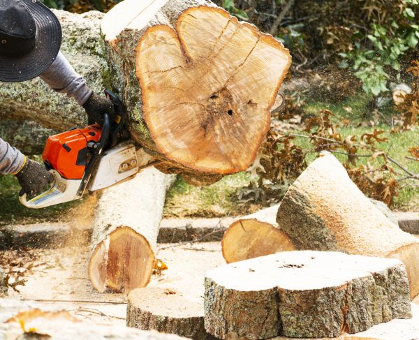 Tree Removal Service in Hattiesburg