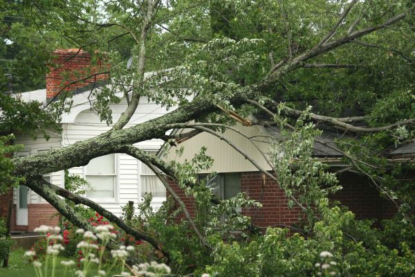 Emergency Tree Removal in Hattiesburg