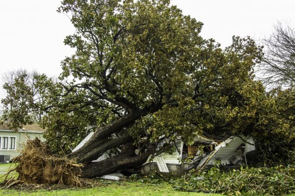 Fallen Tree Removal in Hattiesburg