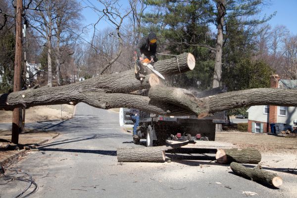 Residential Tree Removal in Hattiesburg