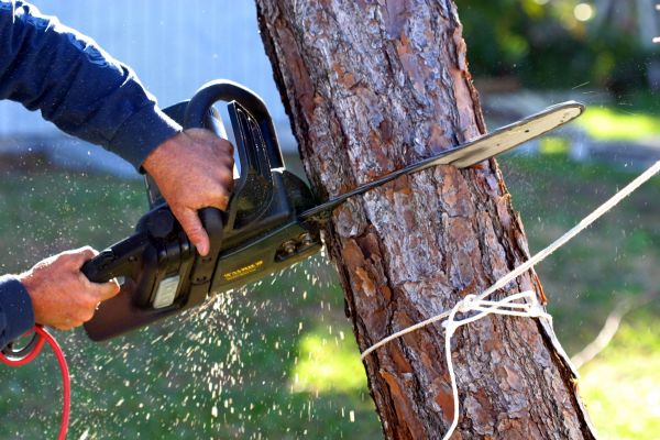 Dead Tree Removal in Hattiesburg